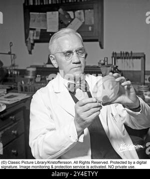 Sir Alexander Fleming 1945. 6. August 1881 – 11. März 1955, schottischer Arzt und Mikrobiologe, bekannt für die Entdeckung der weltweit ersten breit wirksamen antibiotischen Substanz, die er Penicillin nannte. Seine Entdeckung des später benannten Benzylpenicillins (oder Penicillin G) aus der Form Penicillium rubens im Jahr 1928 wurde als der „größte Sieg, der jemals über die Krankheit erreicht wurde“ beschrieben. Für diese Entdeckung teilte er 1945 den Nobelpreis für Physiologie oder Medizin mit Howard Florey und Ernst Boris Chain. Abgebildet im Herbst 1945 in seinem Labor am St. Mary's Hospital i Stockfoto