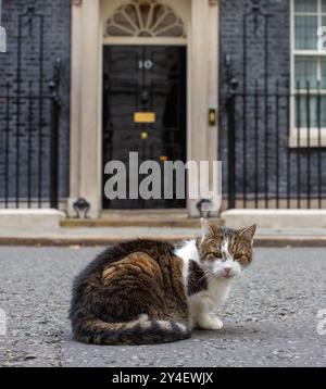 London, England, Großbritannien. September 2024. LARRY, die Katze aus der Downing Street, wird vor Nummer 10 gesehen. (Kreditbild: © Tayfun Salci/ZUMA Press Wire) NUR REDAKTIONELLE VERWENDUNG! Nicht für kommerzielle ZWECKE! Stockfoto