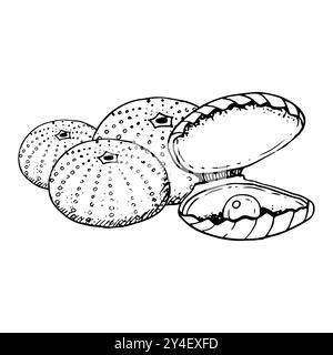 Offene Perlmuschel mit Seeigeln schwarz weiß Stock Vektor