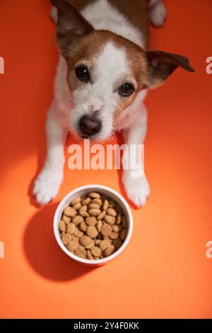 Ein Jack Russell Terrier sitzt vor einer Futterschale auf orangefarbenem Hintergrund und blickt eifrig nach oben. Stockfoto