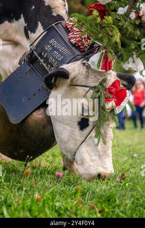 Schweizer Kühe mit Blumen und Kuhglocke dekoriert. Desalpes-Zeremonie in der Schweiz. Stockfoto