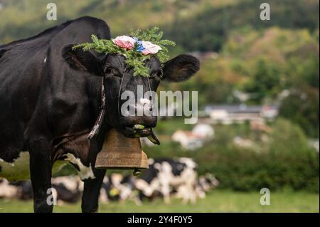 Schweizer Kühe mit Blumen und Kuhglocke dekoriert. Desalpes-Zeremonie in der Schweiz. Stockfoto