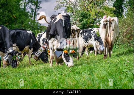 Schweizer Kühe mit Blumen und Kuhglocke dekoriert. Desalpes-Zeremonie in der Schweiz. Stockfoto