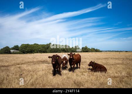 Lincoln Red Cattle Iken Suffolk UK Stockfoto