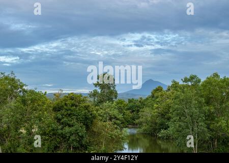 Bäume am Rande des Bergwaldes, Bäume und wachsen im Wald. Stockfoto