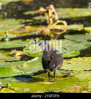 Ein Moorhen-Küken ist direkt nach dem Schlüpfen zu Hause auf dem Wasser. Ihr flauschiges Daunengefieder sieht nicht sehr wasserdicht aus und sie müssen oft austrocknen Stockfoto