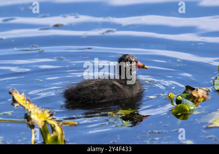 Ein Moorhen-Küken ist direkt nach dem Schlüpfen zu Hause auf dem Wasser. Ihr flauschiges Daunengefieder sieht nicht sehr wasserdicht aus und sie müssen austrocknen Stockfoto