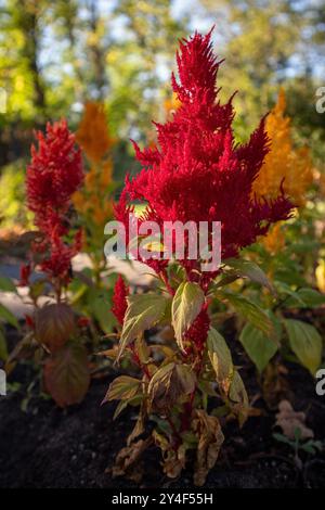 Rote Celosia argentea plumosa, Amaranthaceae, gefiederte Cockscomb, dekorative Blume Stockfoto