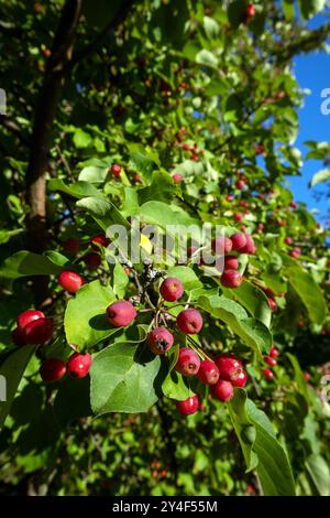 Malus baccata, sibirische Krabben-Apfelfrüchte Stockfoto