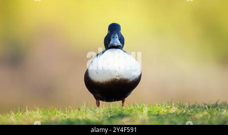 Anas clypeata kletterte er aus dem Wasser auf das Gras und schaute sich um, das beste Foto. Stockfoto