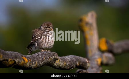 Athene noctuahe sitzt auf einem wunderschönen Holzzaun und hält Ausschau nach Essen, dem besten Foto. Stockfoto