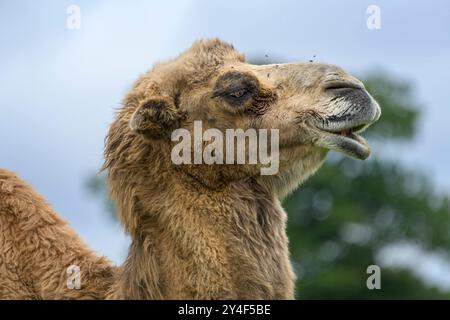 Ein Kamel in Gefangenschaft in einem Safaripark in Großbritannien. Stockfoto