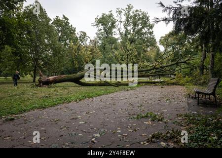 BRATISLAVA, SLOWAKEI - 17. September 2024: Ein alter Baum wurde von starkem Wind im Stadtpark Janko Kral, Bratislava, Slowakei, gefallen Stockfoto