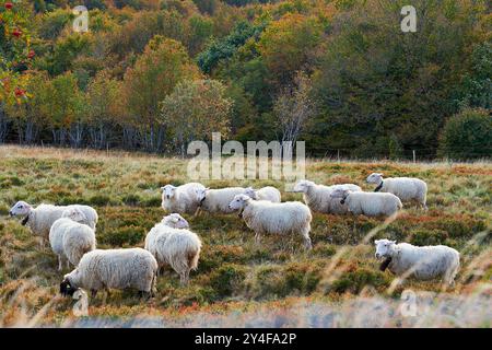 La Bresse (Nordostfrankreich): Schafzucht an den Hängen des Hohneck, Schafherde *** örtlicher Titel *** Stockfoto