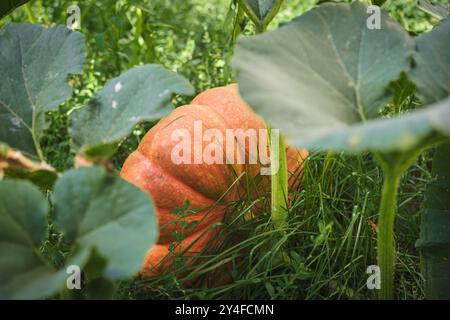 Orangenkürbis reift im Garten zwischen Blättern, wächst eine Ernte im Garten, natürliche gesunde Nahrung Stockfoto