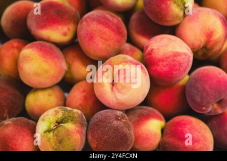 Saftige Pfirsiche im Korb, flach auf frisch gepflückten Früchten, Gartenarbeit Stockfoto