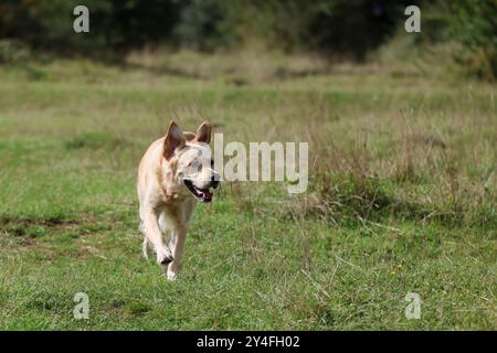 Golden Retriever läuft auf der Rodborough Common National Trust Site Stockfoto