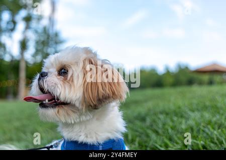 Ein kleiner weißer und brauner Hund sitzt mit ausgezogener Zunge auf dem Gras. Der Hund trägt eine blaue Weste und er genießt die Natur Stockfoto