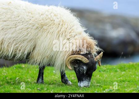 Schottische Blackface Highland-Schafe weiden bei Duntulm Castle an der Westküste der Trotternish Peninsula. Duntulm, Trotternish, Skye, Schottland, Großbritannien Stockfoto