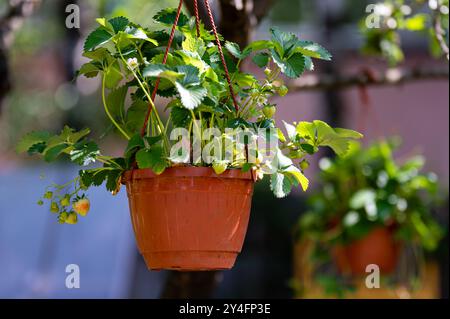 Hängende Erdbeerpflanzen in Terrakottatöpfen unter Sonnenlicht im Garten Stockfoto