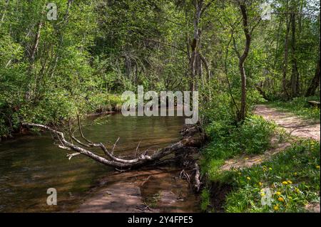 Ein ruhiger Bach schlängelt sich an einem sonnigen Nachmittag im Frühling durch üppige grüne Wälder Stockfoto