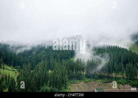 Ruhiger Nebel über dem üppigen immergrünen Wald in bergiger Landschaft, aufgenommen an einem ruhigen Nebelmorgen. Stockfoto