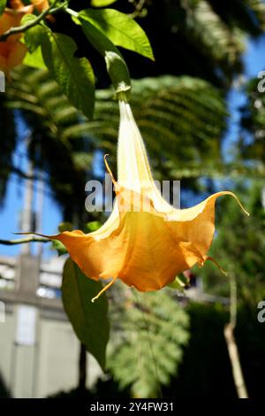 Schöne gelbe Peach Angels Trompete oder Brugmansia versicolor. Stockfoto