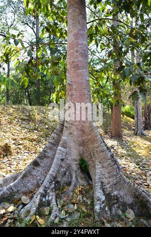 Die Strangler-Feige (Ficus gibbosa) ist ein hemiepiphytischer Baum, der in Südasien und Nordaustralien beheimatet ist. Dieses Foto wurde in Angkor Thom, Siem Reap, aufgenommen. Stockfoto