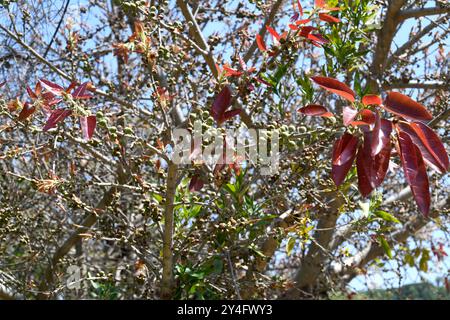 Die Rotblättrige (Ficus ingens) ist ein Sträucher oder kleiner Baum, der im tropischen Afrika beheimatet ist. Früchte und Blätter. Stockfoto