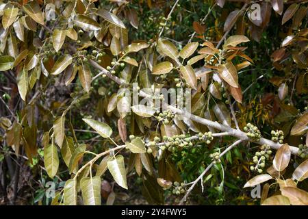 Die Rotblättrige (Ficus ingens) ist ein Sträucher oder kleiner Baum, der im tropischen Afrika beheimatet ist. Früchte und Blätter. Stockfoto