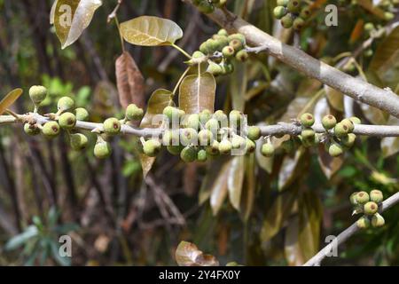 Die Rotblättrige (Ficus ingens) ist ein Sträucher oder kleiner Baum, der im tropischen Afrika beheimatet ist. Früchte und Blätter. Stockfoto