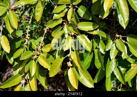 Die Rotblättrige (Ficus ingens) ist ein Sträucher oder kleiner Baum, der im tropischen Afrika beheimatet ist. Früchte und Blätter. Stockfoto