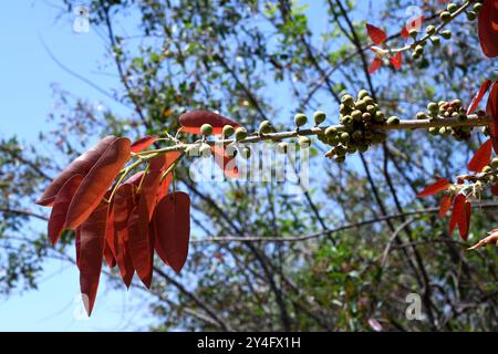 Die Rotblättrige (Ficus ingens) ist ein Sträucher oder kleiner Baum, der im tropischen Afrika beheimatet ist. Früchte und Blätter. Stockfoto