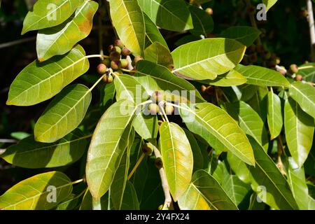 Die Rotblättrige (Ficus ingens) ist ein Sträucher oder kleiner Baum, der im tropischen Afrika beheimatet ist. Früchte und Blätter. Stockfoto