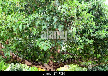 Sycamore-Feige oder Sycomor-Feige (Ficus sycomorus) ist ein Baum, der Teile Afrikas, der südlichen Halbinsel Arabiens und des südöstlichen Mittelmeerraums umfasst. Stockfoto