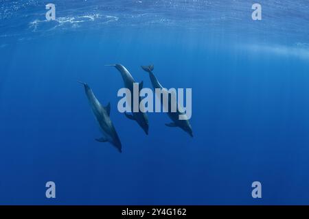 Tümmler schwimmt in der Nähe der Oberfläche. Delfin im Indischen Ozean. Stockfoto