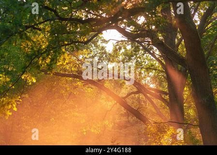 Eichenzweige mit Spätsommerblättern, durch die warmes, seidenweiches Licht leuchtet, warme Sonnenstrahlen überfluten ein Blätterdach Stockfoto