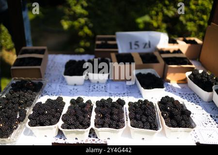 Nahaufnahme von frisch gepflückten Körben mit Brombeeren auf einem Tisch zum Verkauf auf dem Bauernmarkt. Stockfoto