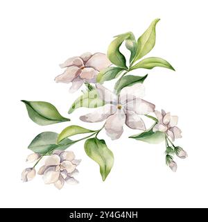 Weiße Blüten Kamelie, Knospen auf Ast in Aquarellabbildung isoliert. Jasmin Arrangement im botanischen Stil handgezeichnet. Jasminblüten auf Stockfoto