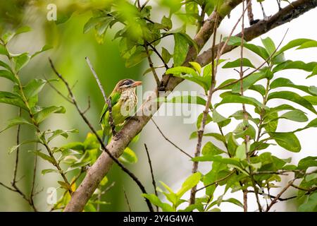 Ein einsames Weißwangenbarbet, das auf einem Baumzweig im Garten thront. Auch Megalaima viridis oder kleiner grüner Barbet genannt. Stockfoto