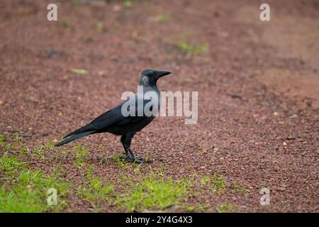 Eine Hauskrähe (Corvus splendens), die auf dem Boden steht und wegblickt. Auch bekannt als Indianer, Greynecked, Ceylon oder Colombo-Krähe. Stockfoto