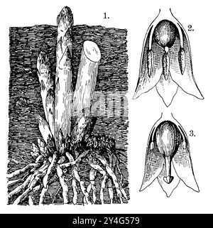 Garten Spargel 1. Unterirdischer Stamm oder Rhizom mit jungen Triebe, 2. Blume mit gestungenem Pistil, 3. Blume mit Stumpenblättern, Spargel, 1909 1. Unterirdischer Stamm bzw. Wurzelstock mit jungen Trieben, 2. Blüte mit verkümmertem Stempel, 3. Blüte mit verkümmerten Staubblättern, asperge1. tige Souterraine ou rhizome avec de jeunes pousses, 2. fleur avec un pistil atrophié, 3. fleur avec des étamines atrophiées Stockfoto