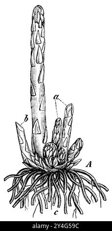Garten Spargel, Pflanze mit jungen Triebe, Spargel officinalis, anonym (Botanik Buch, 1897), Spargel, Aperge, Plante avec de jeunes pousses Stockfoto