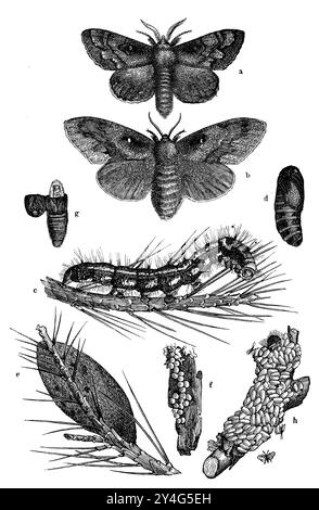 Kiefernlappen, a) männlich, b) weiblich, c) raupe, d) Puppe, E) Kokons, f) Eier, g) aufgebrochene Puppe mit der Made einer ichneumonwespe (Anomalon circumflexum), h) tote raupe bedeckt mit den Puppenspinnennetzen eines Brakoniden, Microgaster nemorum, rechts daneben geflogen Brakoniden, Dendrolimus pini, anonym (Zoologiebuch, 1886), Kiefernspinner, A) Männchen, b) Weibchen, c) Raupe, d) Puppe, e) Kokon, f) Eier, g) aufgebrochene Puppe, worin sich die made einer Schlupfwespe (Anomalon circumflexum) befindet, h) tote Raupe mit den Puppengespinnsten eines Brakonieden, Microgast Stockfoto