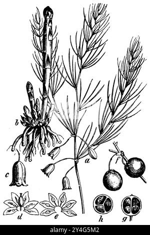 Gartenspargel, ein blühender Zweig, b Grundstock mit jungen Triebe, c Blume, d, e Blume, offen, f Frucht, g, Hi geschnittene Frucht, Spargel officinalis, (Botanik-Buch, 1898), Spargel, a Blütenzweig, b Bodenstock mit den jungen Schösslingen, c Blüte, d, e Blüte, geöffnet, f Früchte, g, Hi durchschnittene Frucht, Aperge, ein rameau Blumen, b souche avec les jeunes pousses, c fleur, d, e fleur ouverte, f Frucht, g, Hi-Frucht-Coupé Stockfoto