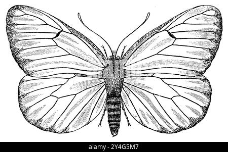 Schwarz-geädert weiß, Aporia crataegi, (Enzyklopädie, 1892), Baum-Weißling, Gazé Stockfoto