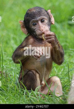 Baby-Barbary-Makaken mit Mittagessen Stockfoto