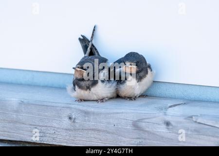 Zwei Scheunenschwalben-Jungvögel Stockfoto