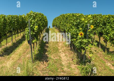 Weinberg im Sommer, blauer Himmel, Pfaffenweiler, Markgraeflerland bei Freiburg im Breisgau, Schwarzwald, Baden-Württemberg, Deutschland Stockfoto