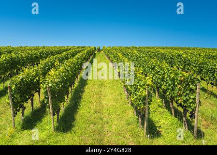 Weinberg im Sommer, blauer Himmel, Pfaffenweiler, Markgraeflerland bei Freiburg im Breisgau, Schwarzwald, Baden-Württemberg, Deutschland Stockfoto